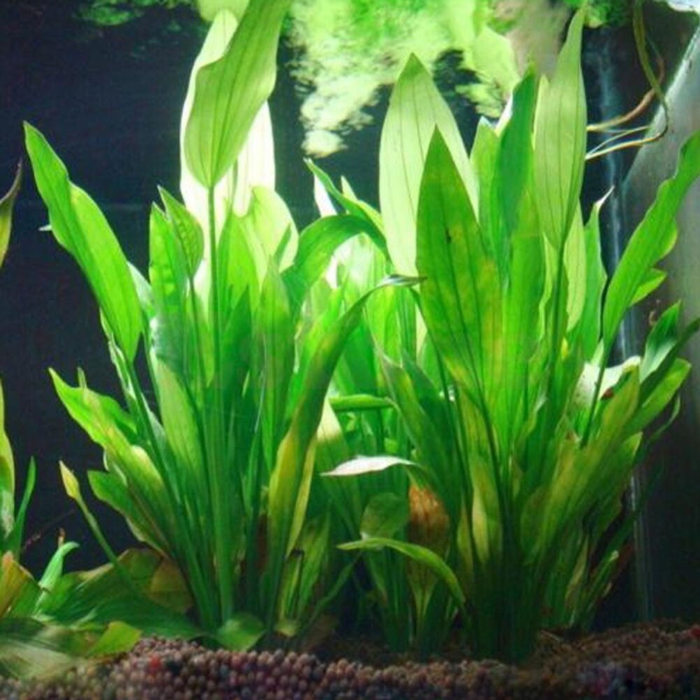 Aquarium Innovative Marine - 15cm Artificial Aquarium Decor Plants Water