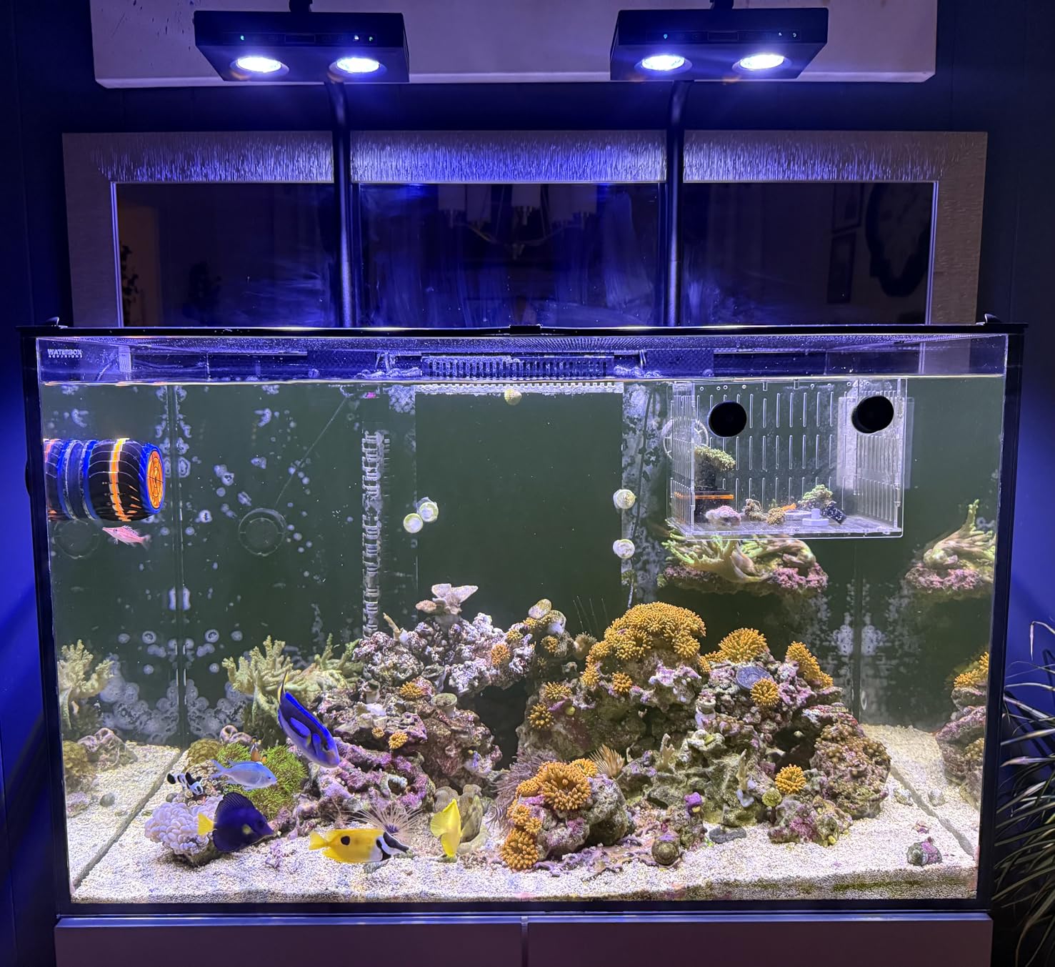 High Power DIY Spectrum 90W G5 - Aqua Marine Tank review and price