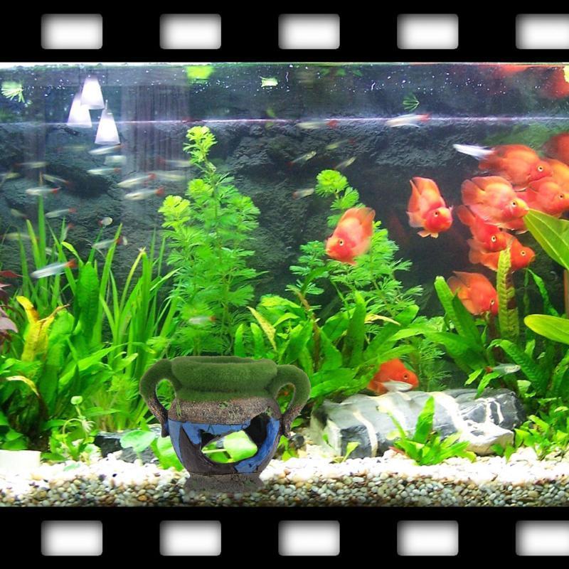 1pc Resin Vase with Moss Aquar - Aquarium Innovative Marine review and price