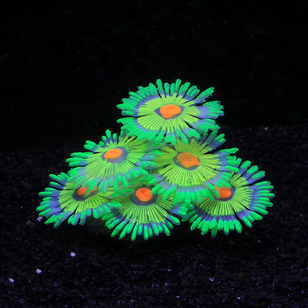 Glowing Soft Aquarium Fish Tan - Aquarium Innovative Marine review and price