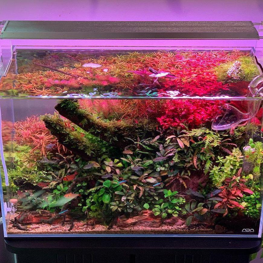 WEEK AQUA Aquarium Led Vivid L - Marine Aquarium Led Lights review and price